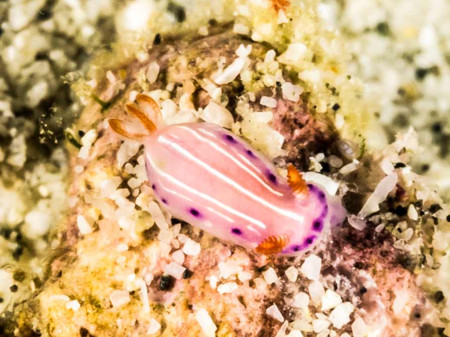 Thorunna florens